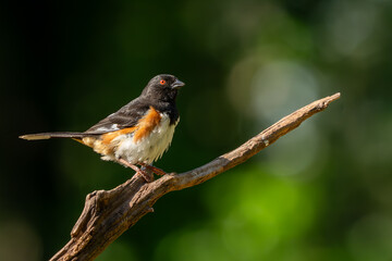 A male Eastern Towhee perched on a tree branch