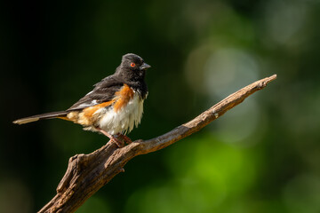 A male Eastern Towhee perched on a tree branch