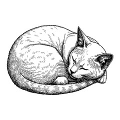 Sleeping Cat Curled Up Peacefully Pet Animal Black and White Outline Line Art Drawing