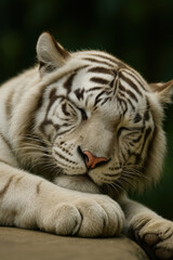 Fototapeta premium tiger resting its head on its front paws, looking away from camera.