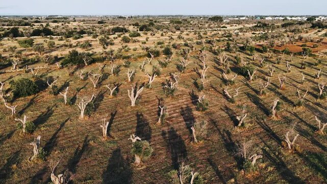 Oliveto salentino - Acaya - Salento