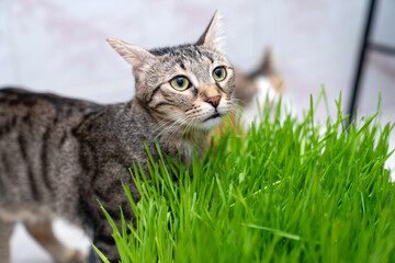 indoor cat eating fresh green cat grass for digestion and hairball relief on wooden floor, natural...