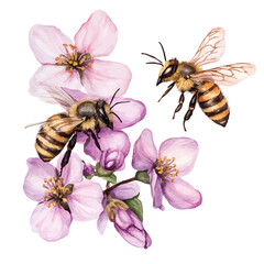 watercolor of Bees Flying Spring Blooms, vector high quality, isolated on a white background.