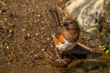 A female Eastern Towhee near a mountain stream