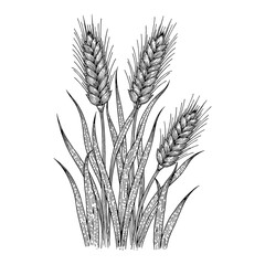 Detailed Wheat Plants Harvest Crop Black and White Outline Line Art Drawing Vintage Isolated Illustration
