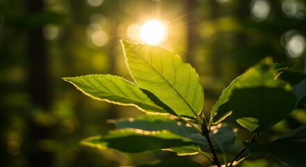 Sunlit Green Leaves in Forest - Sunlight filtering through leaves, symbolizing nature, growth, renewal, tranquility, and hope