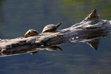 Two turtles on a log