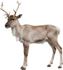Deer with antlers isolated on a transparent background. Perfect for nature-themed designs, educational content, or seasonal and wildlife-related projects.

