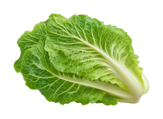 Fototapeta premium PNG Fresh green romaine lettuce head with detailed veins