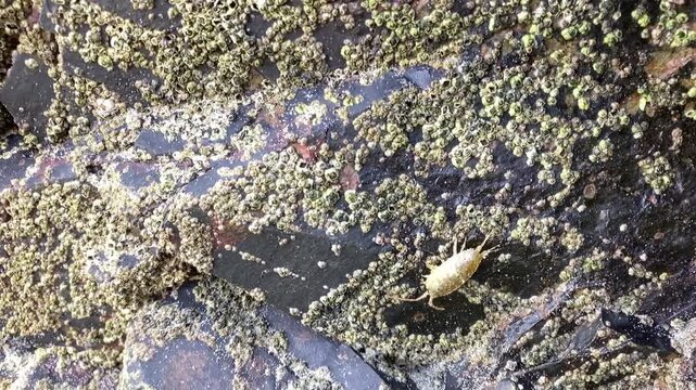 Pou de mer sur les rochers.