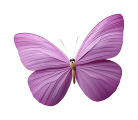 Obraz premium PNG Vibrant purple butterfly with delicate wings in close-up view