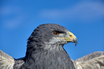 a Black-chested Buzzard-Eagle (Geranoaetus melanoleucus), also known as the Black-chested Eagle or Águila Mora. Colca Peru