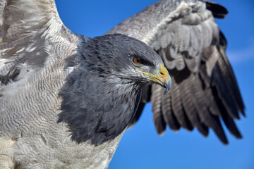 a Black-chested Buzzard-Eagle (Geranoaetus melanoleucus), also known as the Black-chested Eagle or...