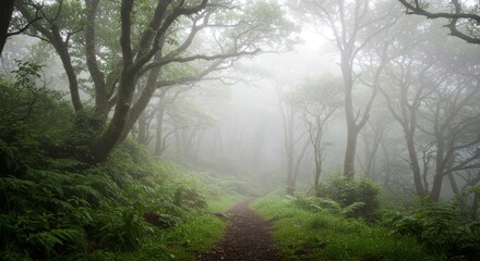 Misty Forest Path: Green Trees and Lush Undergrowth