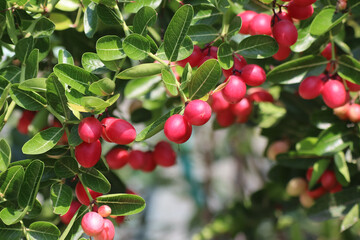 Bengal Currant, Carissa carandas, Christ thorn tree tropical fruit.