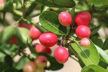 Bengal Currant, Carissa carandas, Christ thorn tree tropical fruit.