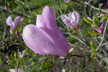 Close-Up of Blooming Pink Magnolia Flower Outdoors. selective focus