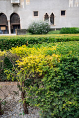 Close-up of manicured hedges and colorful greenery in a peaceful historic courtyard in Verona, Italy, with arched windows in the background