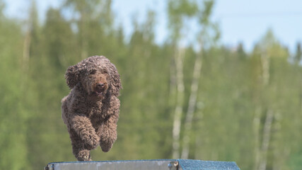 Playful Spanish Water Dog with curly brown fur is running on the boom, showcasing enthusiasm and...