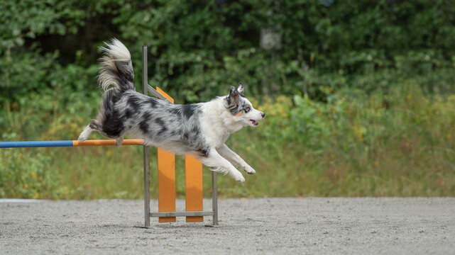 Australian shepherd leaps over an agility hurdle at a training course surrounded by lush greenery