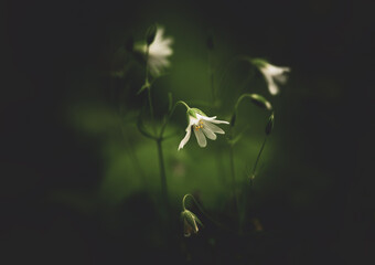 Stellaria palustris
