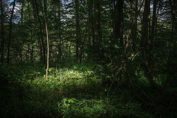 Obraz premium Forest godray