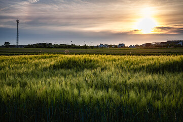 Fields at dusk