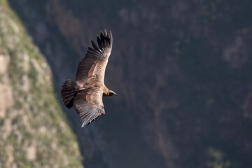 a female Andean condor gliding over the vast depths of Colca Canyon,a symbol of strength, grace,...