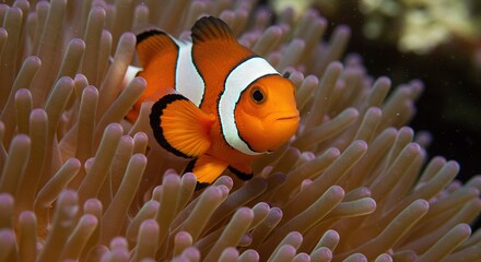 Orange Clownfish Swimming in Sea Anemone Tentacles,  Tropical Clownfish Among Coral Reef Anemone