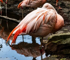 Flamingo by the Pond