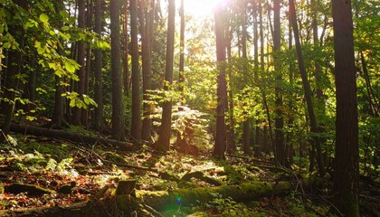 Sunlight streams through dense woodland, illuminating moss and fallen leaves