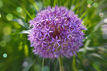 Purple flowers background