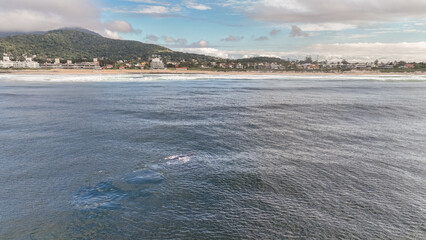 Baleia Franca, a Brazilian whale with her call in Florianopolis, Brazil. Right whales swimming near the coast of Florianopolis with their calves. Aerial view.