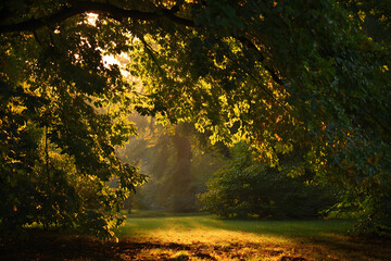 Obraz premium Golden-Hour Light Through Tree Leaves