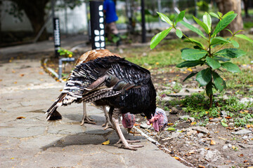 Obraz premium Two turkeys forage on a garden path, pecking at the ground under bright daylight. Their detailed feathers and colorful heads are captured in natural surroundings.