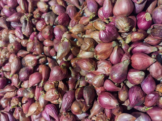 Harvest of shallots (bawang merah), Allium ascalonicum