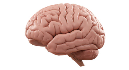 Isolated Human Brain