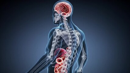 brain spine system, Human body scan highlighting brain and spinal cord in red showing neurological structure medical science and nervous system concept for diagnostics and animation - Powered by Adobe