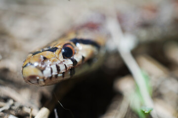 Snake with colors in the forest