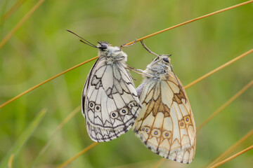 Un accouplement de papillons, Demi-Deuil 
