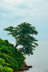 Obraz premium a serene beach scene with red earth cliffs with a striking tree standing on the edge of the cliff with the sun in the background and empty sky space for advertising.