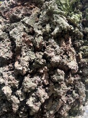 tree bark texture