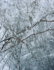 snow covered trees