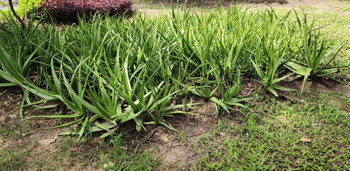 The aloe vera : succulent plant that resembles the pointed tail of a crocodile. The inside of the leaves is clear, light green jelly with sticky mucus. Medicinal, beauty. Helps treat burns and scalds
