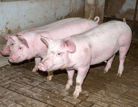 A Group of Pig in a Concrete Pen on a Large Pig Farm