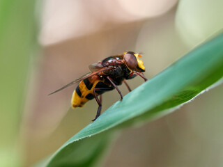 The hornet mimic hoverfly. Volucella zonaria