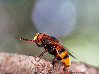The hornet mimic hoverfly. Volucella zonaria