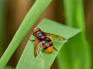 The hornet mimic hoverfly. Volucella zonaria