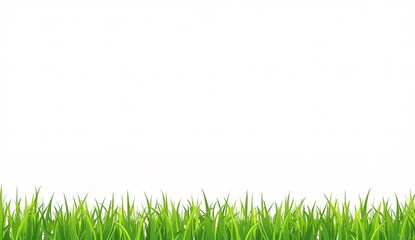 Obraz premium Grass border on down with white background.