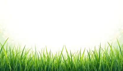 Obraz premium Green grass border isolated on white background